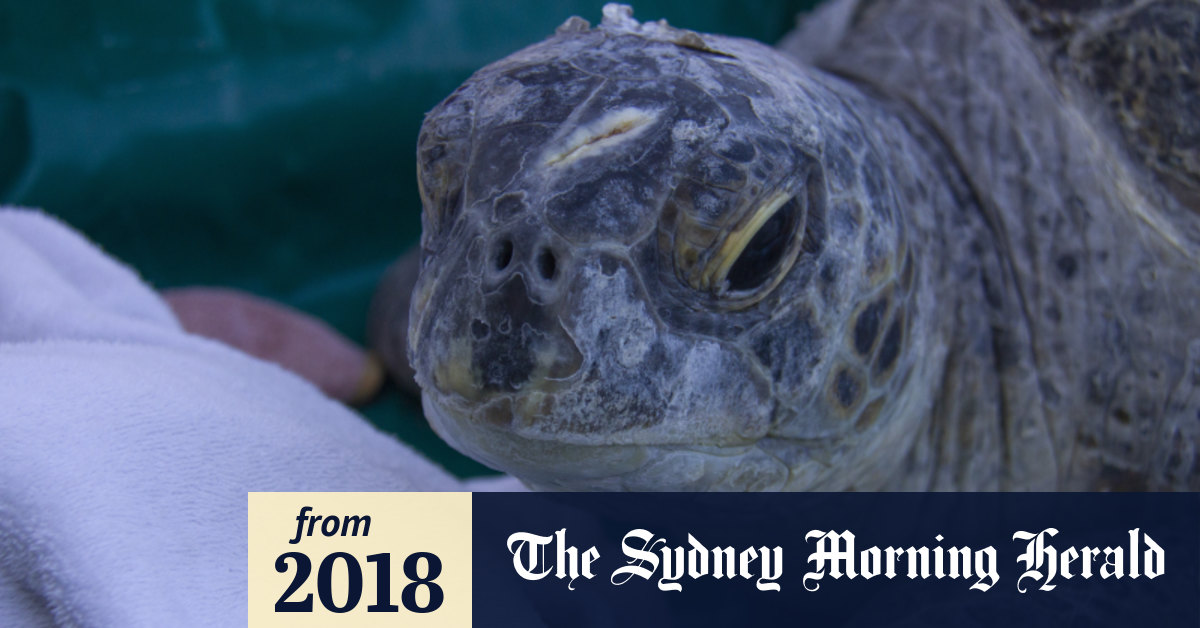 100kilogram green turtle released into Sydney Harbour
